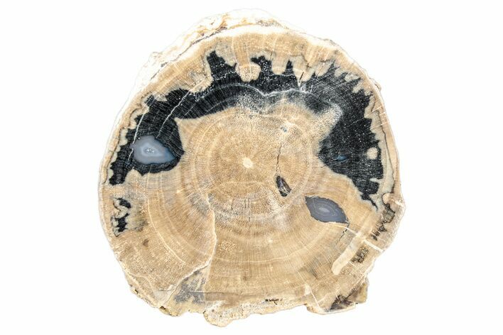 Petrified Wood (Schinoxylon) Round - Blue Forest, Wyoming #252946